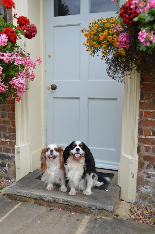 Two King Charles Spaniels on a doorstep - Agria Pet Insurance