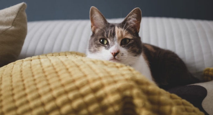 Urinary retention in cats