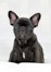 Thinking of getting a French Bulldog? A guide to the breed