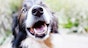 Tooth loss (periodontitis) in dogs
