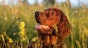 Spring toxins to watch out for to keeping your pets safe