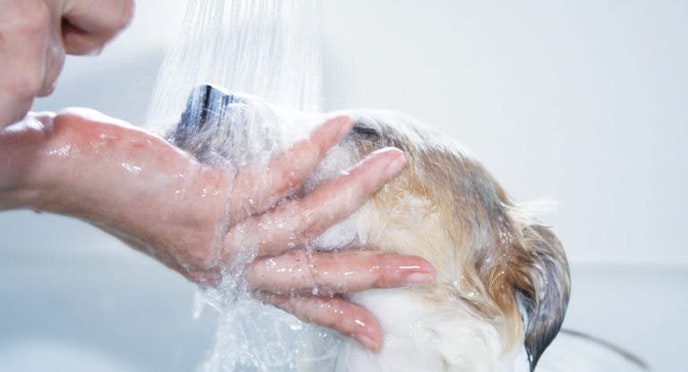 When can you bathe a puppy?