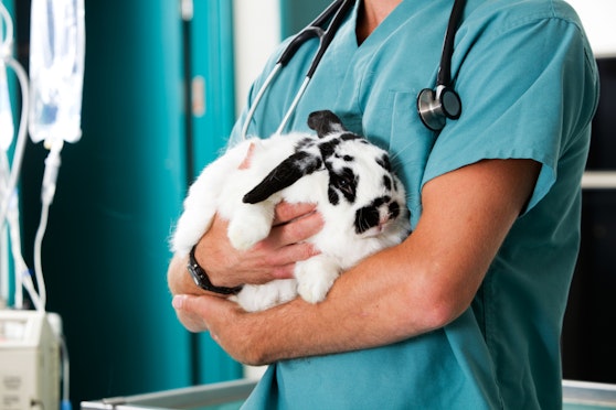 Support for veterinary practices