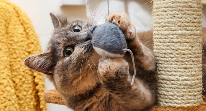 Pet anxiety - stress in cats