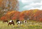 Why horse owners need to be aware of Sycamore and Acorn Poisoning