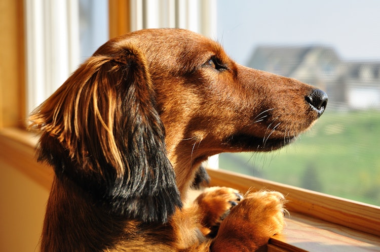 Brown Dachshund looking out the window - Agria Pet Insurance
