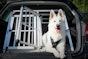 Law and advice for car travel with dogs