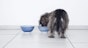 Enrich your dogs and cats lives at feeding time