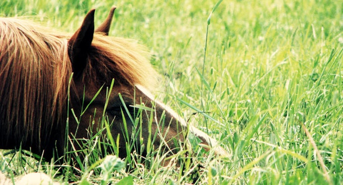 Tick-born diseases in horses