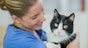 How to make the vet less stressful for your cat