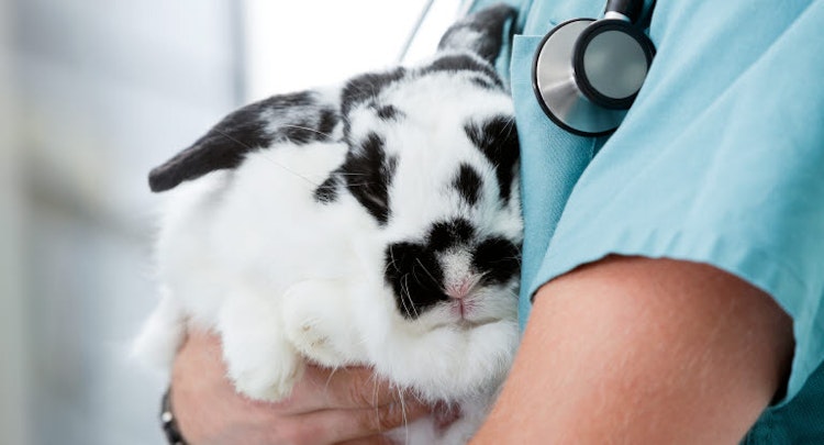 Black and white rabbit being held by a vet