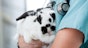 Common diseases in rabbits
