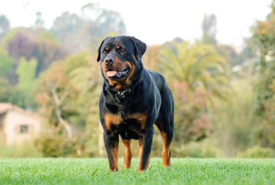 Thinking of getting a Rottweiler? A guide to the breed