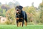 A guide to the breed - Rottweilers