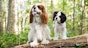 The Cavalier King Charles Spaniel - kindness personified
