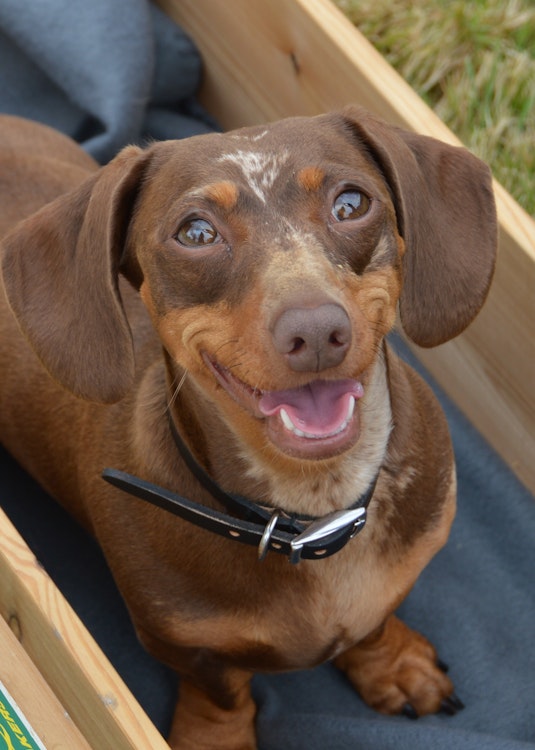 Dachshund looking at the camera - Agria Pet Insurance