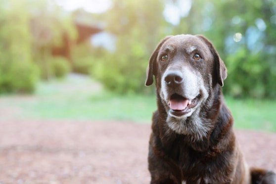 Typical health issues as your dog gets older
