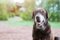 Typical health issues as your dog gets older