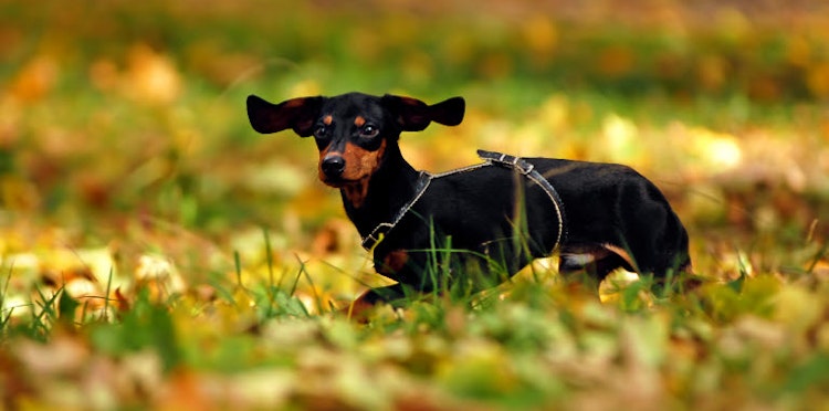 Top tips for dogs at Halloween