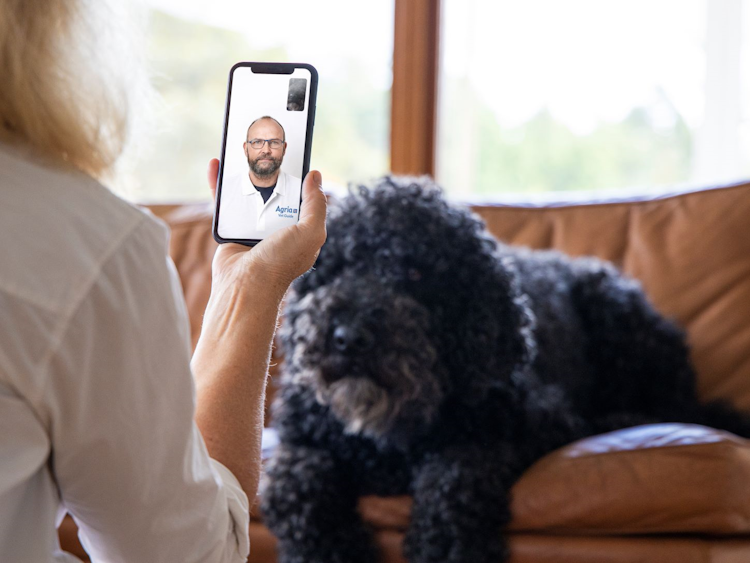 Dog having an appointment through the Agria Vet Guide app - Agria Pet Insurance