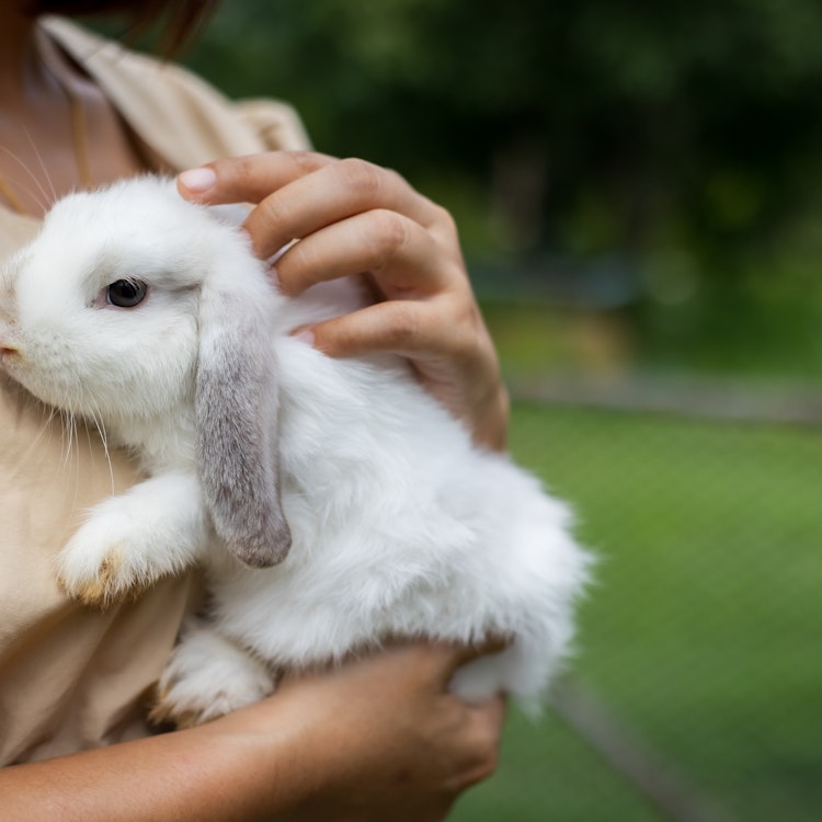 White rabbit with grey ears being cuddled - Agria Pet Insurance