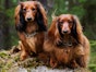 Dachshund - common diseases and injuries