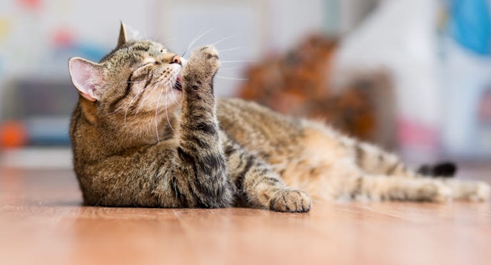 Why do cats lick their fur?