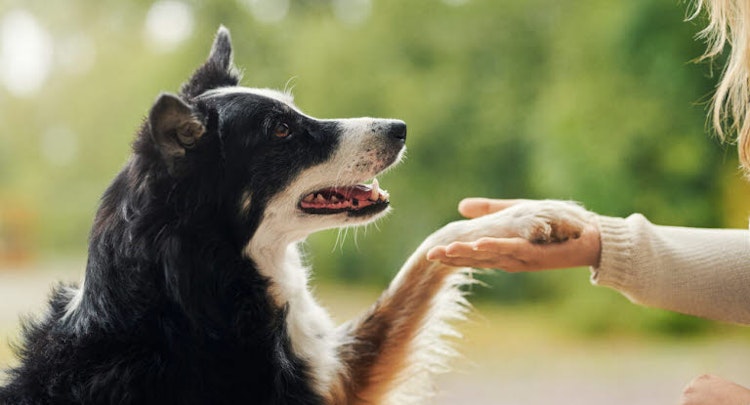 Dog giving paw