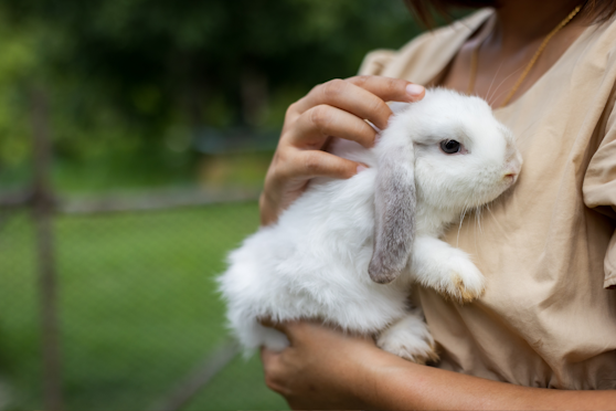 Rabbit grooming and routine care