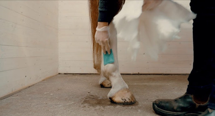 How to clean and bandage a wound on your horse