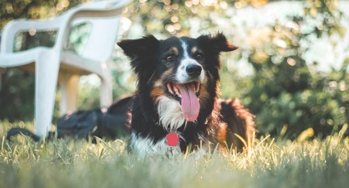 How to take care of your dog in the heat