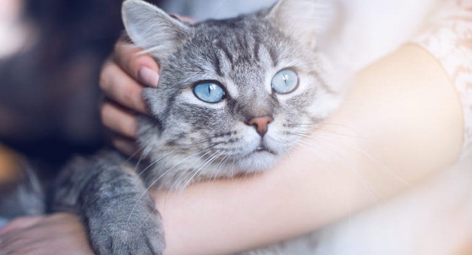 Feline immunodeficiency virus (FIV) in cats