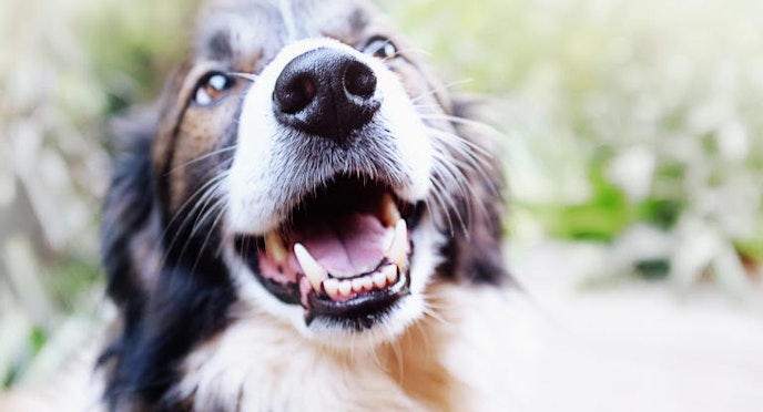 Tooth loss (periodontitis) in dogs