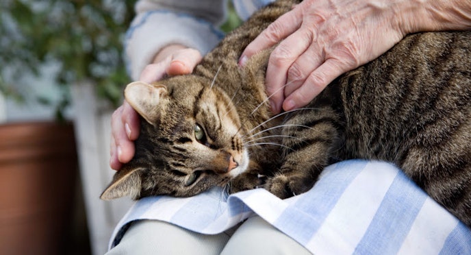 How to detect osteoarthritis in cats
