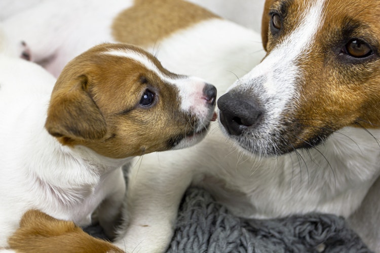 Jack Russell puppy with their mum - Agria Pet Insurance