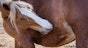 Fur-eating lice in horses