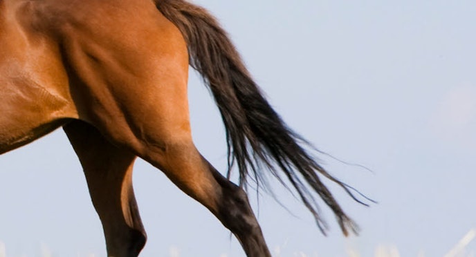 Cruciate paralysis in horses