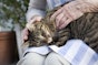 Cat food recall - symptoms of Feline Pancytopenia