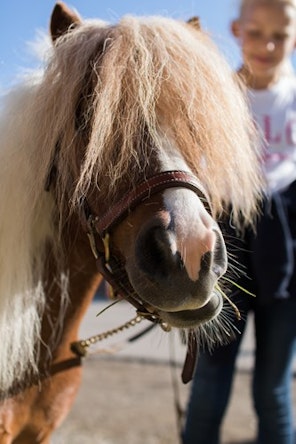 Anton the horse, Agria Pet Insurance mascot