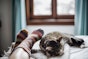 Indoor Cats - Top 5 tips