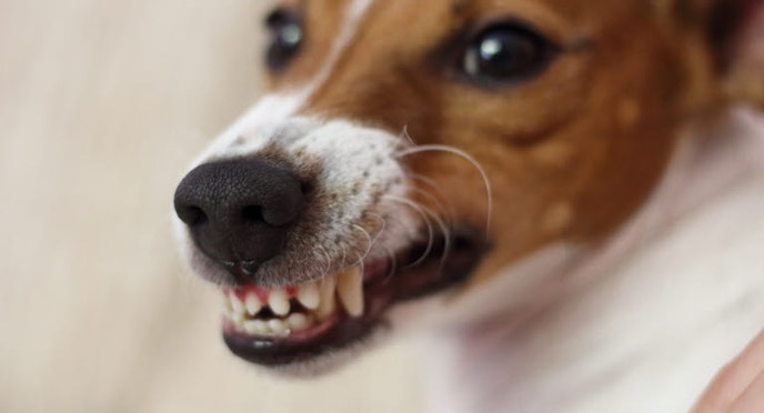 7 signs of pet dental issues