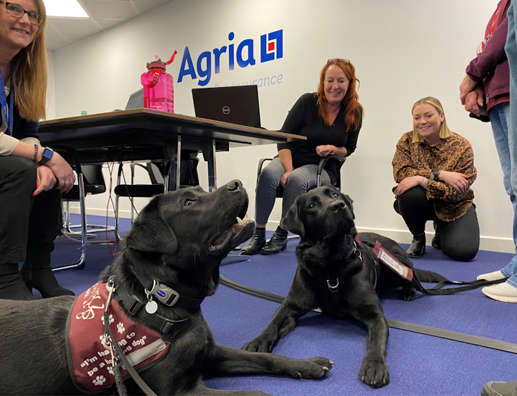 Two working black Labradors - Agria Pet Insurance