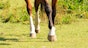 Tendon injuries in horses