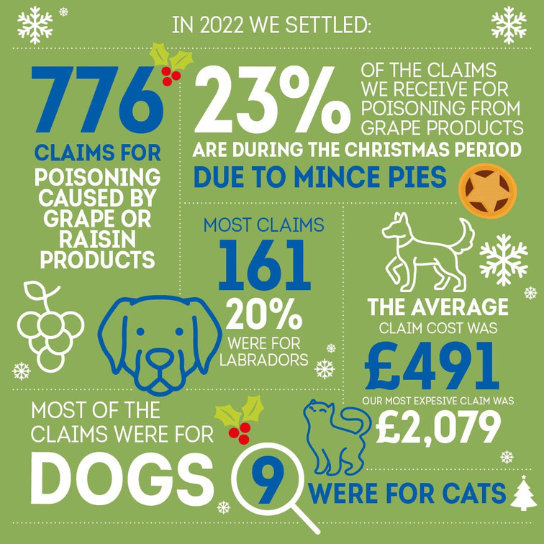 Infographic showing the danger of mince pie poisoning at Christmas for dogs