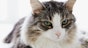 Hyperthyroidism (toxic goiter) in cats