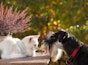 How to introduce a puppy to a cat - 10 top tips