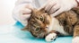Common ear problems in cats