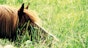 Tick-born diseases in horses