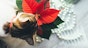 Christmas flowers that are toxic to cats