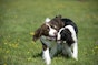 Thinking of getting a Springer Spaniel? A guide to the breed